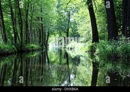 Foresta di Sprea vie navigabili di Germania Foto Stock