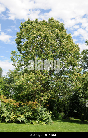 Oriental raisin tree Foto Stock