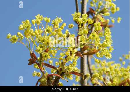 Acero di Norvegia Foto Stock