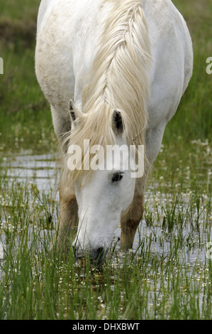 Cavalli Camargue alimentazione su piante in una palude Foto Stock