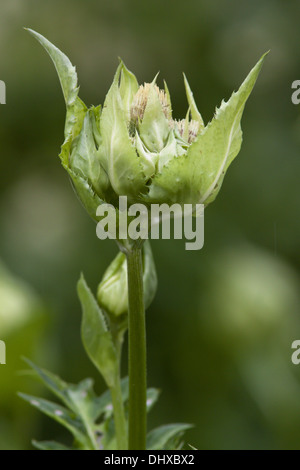 Cirsium oleraceum, cavolo Thistle Foto Stock