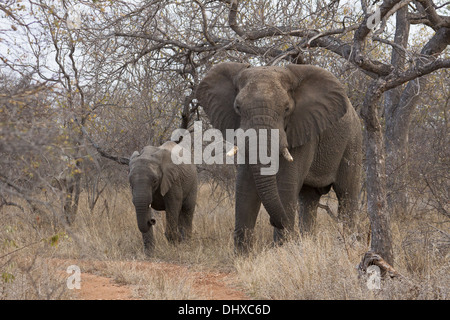 Elefante e cub (leale africana) nella boccola Foto Stock