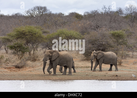 Famiglia di elefante (leale africana) Foto Stock
