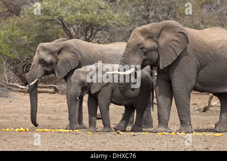 Famiglia di elefante (leale africana) Foto Stock
