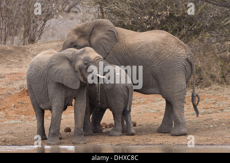 Famiglia di elefante (leale africana) Foto Stock