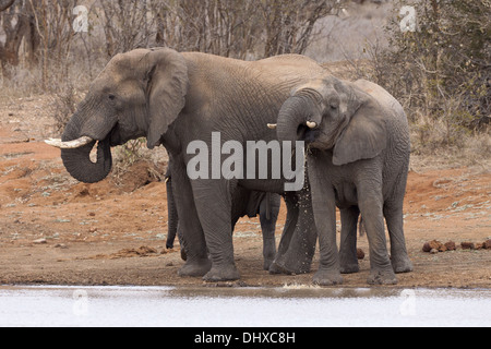Famiglia di elefante (leale africana) Foto Stock