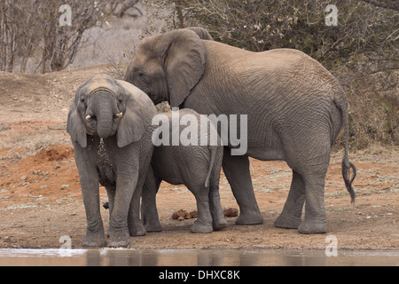 Famiglia di elefante (leale africana) Foto Stock