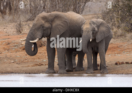 Famiglia di elefante (leale africana) Foto Stock