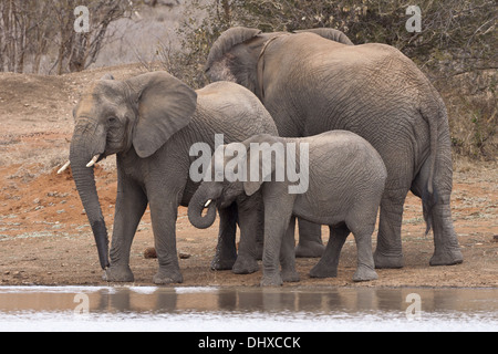 Famiglia di elefante (leale africana) Foto Stock
