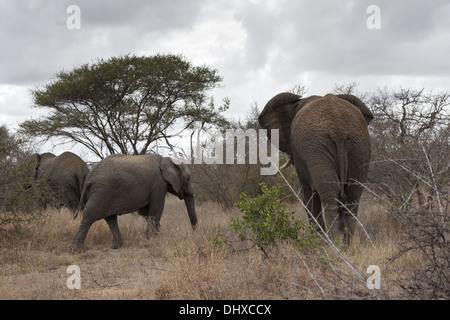 Famiglia di elefante (leale africana) Foto Stock