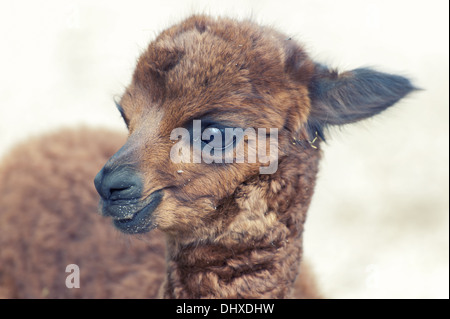 alpaca giovane Foto Stock