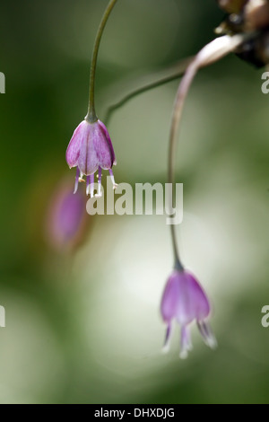 Campo di aglio, Galium oleraceum Foto Stock