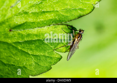 Ritratto di una foresta fly Foto Stock