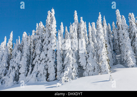 Coperte di neve alberi su Mazama cresta sopra il paradiso, il Parco Nazionale del Monte Rainier, Washington. Foto Stock