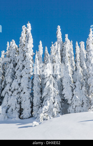 Coperte di neve alberi su Mazama cresta sopra il paradiso, il Parco Nazionale del Monte Rainier, Washington. Foto Stock