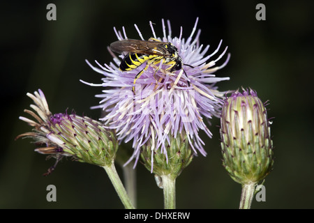 Comune, Sawfly Tenthredo notha Foto Stock