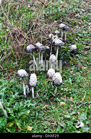 Shaggy copertura di inchiostro funghi Coprinus comatus) Foto Stock