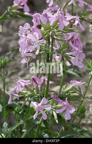 Soapwort comune, Saponaria officinalis Foto Stock