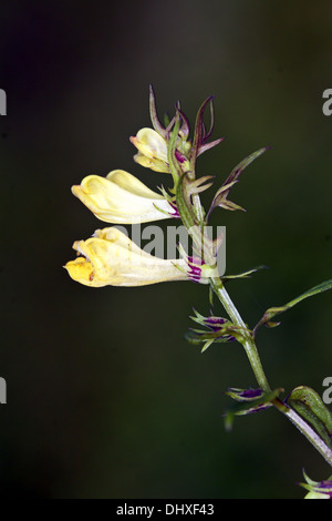 Melampyrum pratense, comune Cow-grano Foto Stock