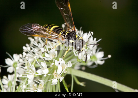 Tenthredo omissa, visto volare Foto Stock