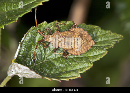 Squash Bug, Coreus marginatus Foto Stock