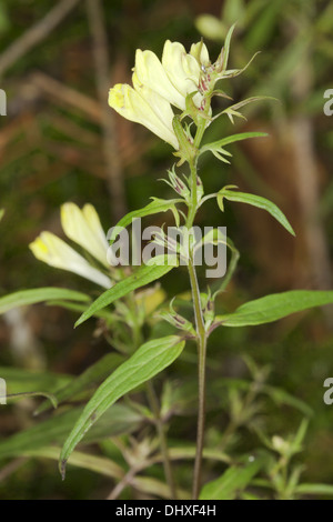 Melampyrum pratense, comune Cow-grano Foto Stock