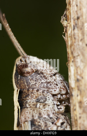 Chorthippus dorsatus, steppa Grasshopper Foto Stock