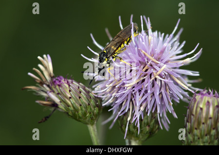 Comune, Sawfly Tenthredo notha Foto Stock