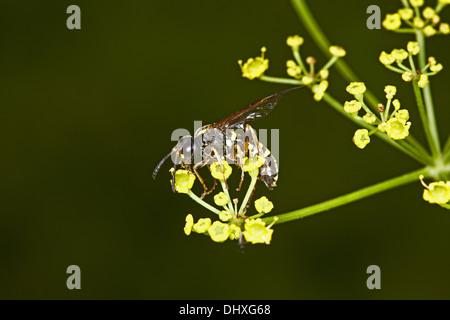 Tenthredo marginella, visto volare Foto Stock