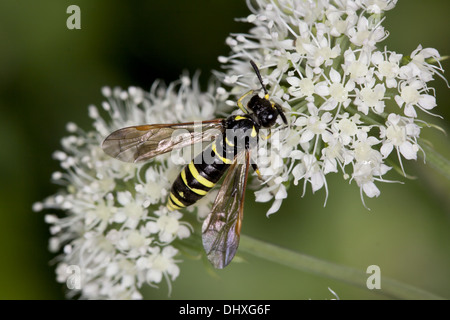 Tenthredo omissa, visto volare Foto Stock