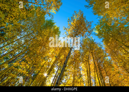 Aspen alberi in autunno a colori Black Butte Ranch, central Oregon. Foto Stock