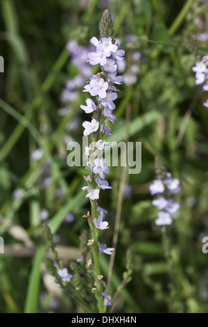 Verbana officinalis, comune Vervain Foto Stock