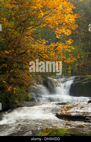 Alsea cade, sud Forcella Alsea River, Costiera montagne, Oregon. Foto Stock