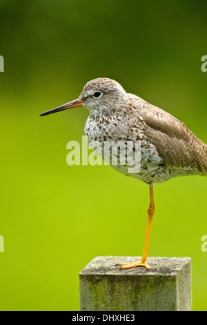 Maggiore (Yellowlegs Tringa melanoleuca) Foto Stock