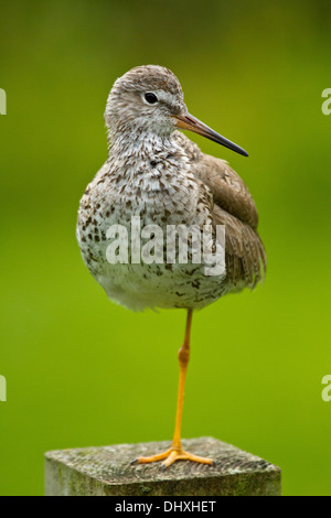 Maggiore (Yellowlegs Tringa melanoleuca) Foto Stock