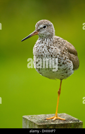 Maggiore (Yellowlegs Tringa melanoleuca) Foto Stock