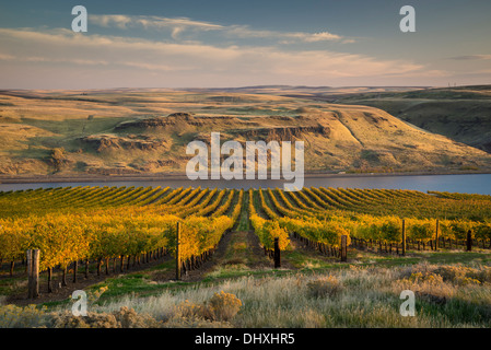 Maryhill vigneti che si affaccia sul fiume Columbia; Maryhill, Washington. Foto Stock