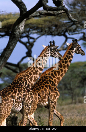 Masai giraffe nel Serengeti National Conservation Area, Tanzania Africa Foto Stock