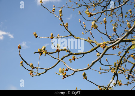 Ippocastano Foto Stock