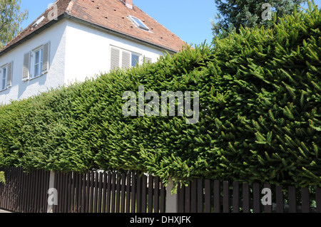 Abete-Hedge Foto Stock