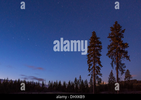 Twin Ponderosa pine trees con il Big Dipper nel cielo della sera; Hood River Valley, Oregon. Foto Stock