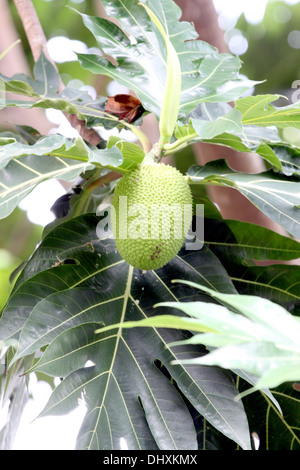 Eseguire lo zoom su un l'albero del pane su albero nel frutteto. Foto Stock