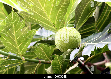 Eseguire lo zoom su un l'albero del pane su albero nel frutteto. Foto Stock