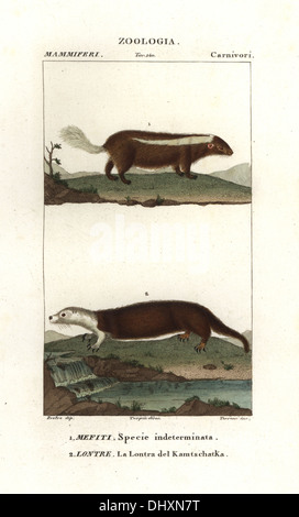 Specie non identificato di skunk, Mephitis mephitis?, e Sea Otter della Kamchatka, Enhydra lutris, (pericolo). Foto Stock