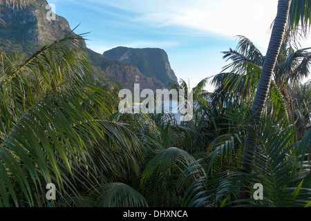 Vista attraverso le palme a Mount Lidgbird e Monte Gower, Isola di Lord Howe, Australia Foto Stock