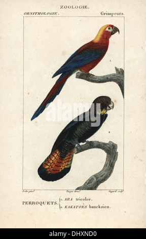 Rosso cubano macaw, Ara tricolore (estinto), e red-tailed black cockatoo, Calyptorhynchus banksii. Foto Stock