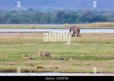 Lion (Panthera leo) ed elefante africano (Loxodonta africana) dal fiume Zambesi Foto Stock