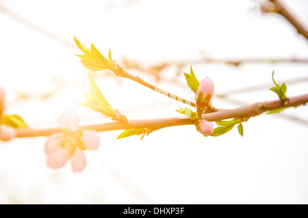 Fiore di pesco Foto Stock