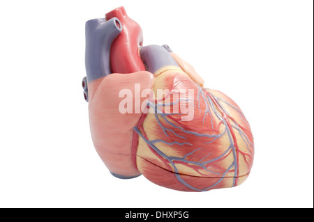 Modello artificiale di un cuore umano. Il ventricolo destro verso la telecamera. Foto Stock