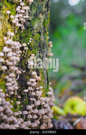 Minuscoli funghi sulla corteccia del tronco di un albero Foto Stock